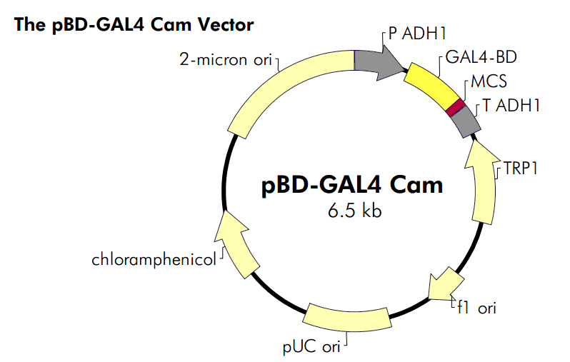 pBD-GAL4-Cam载体图谱